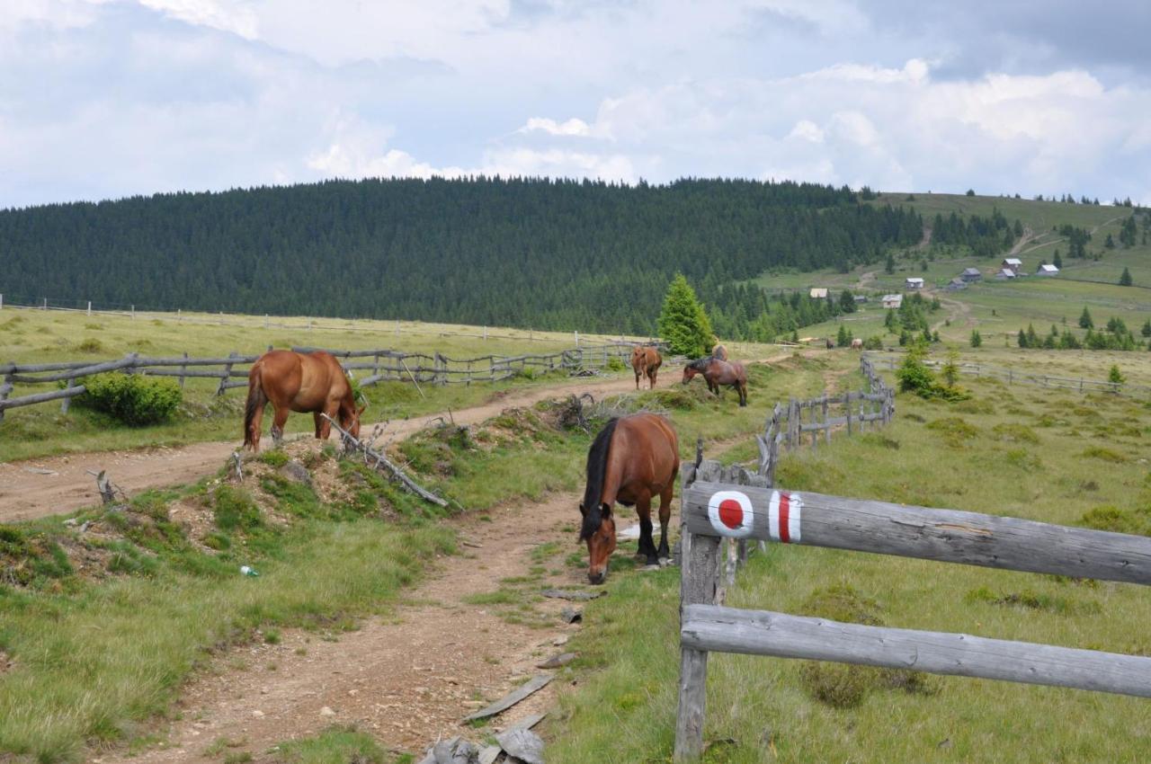 Podina Guest House Poiana Horea Экстерьер фото